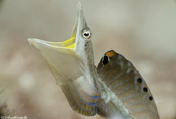 Yellowface Pikeblenny 
Chaenopsis Limbaugh 
Bonaire by John Roach 